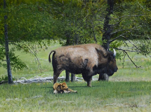 Mother bison with calf